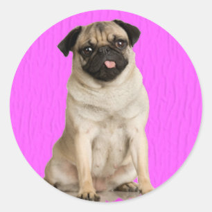 Sticker Rond Pug Queenie