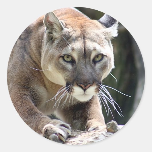 Sticker Rond Puma sauvage (Devant)