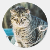 Punk Rock Feral Tom Chat