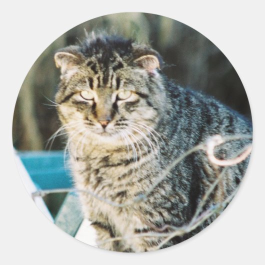 Sticker Rond Punk Rock Feral Tom Chat (Devant)