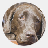 Sticker Rond Puppy Play Date Chocolat Labrador Photo (Devant)