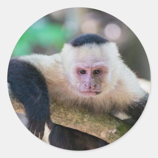 Sticker Rond Pura vida pour singe capucin à visage blanc (Devant)