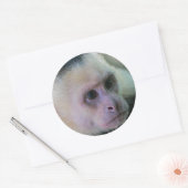 Sticker Rond Pura vida pour singe capucin à visage blanc (Enveloppe)