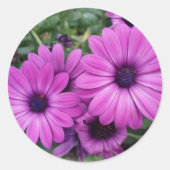 Sticker Rond Purple daisies (Devant)