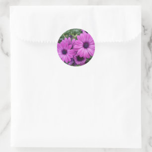 Sticker Rond Purple daisies