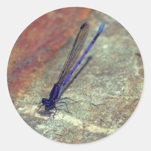 Sticker Rond Purple Damselfly Dragonfly Nature (Devant)