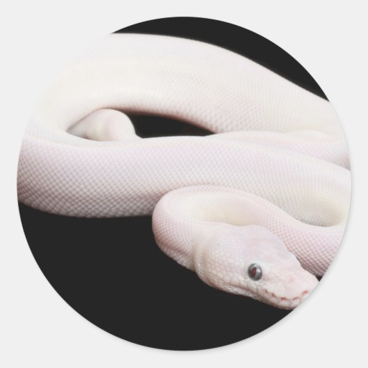 Sticker Rond Python à balle leucistique (Devant)