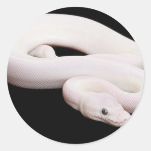 Sticker Rond Python de boule de Leucistic