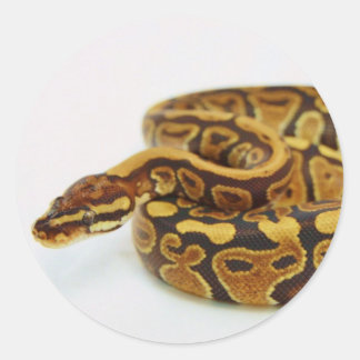 Sticker Rond Python jaune et noir de boule
