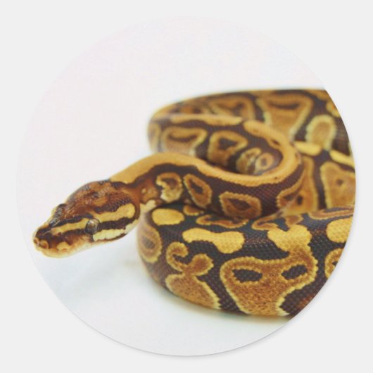 Sticker Rond Python jaune et noir de boule (Devant)