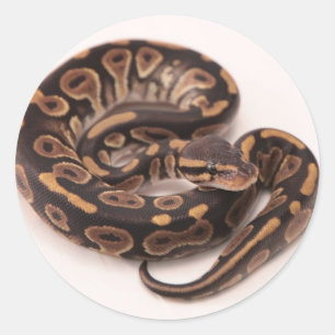 Sticker Rond Python noir et jaune