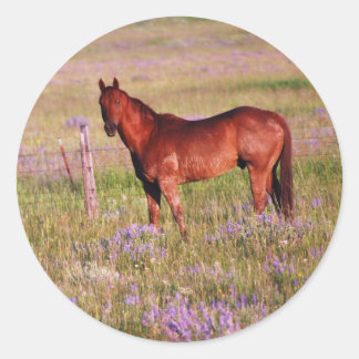Sticker Rond quart de cheval