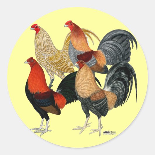 Sticker Rond Quatre Coqs de combat (Devant)