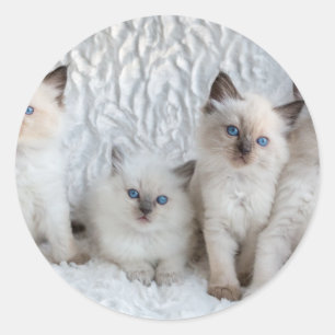Sticker Rond Quatre jeunes chats de Ragdoll se reposant dans
