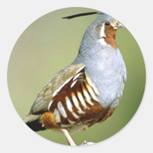 Sticker Rond Queue de montagne