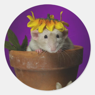 Sticker Rond qui a été dans les fleurs ?