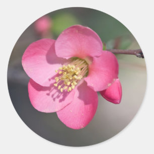Sticker Rond Quince à fleurs roses parfaite