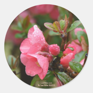 Sticker Rond Quince rose printanier