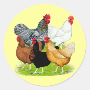 Sticker Rond Quintette de poulet liée au sexe