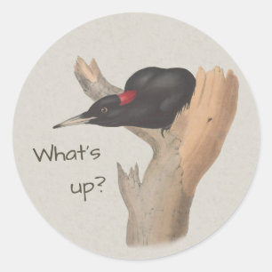Sticker Rond Quoi de neuf ? Curieux pic noir John Gould