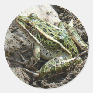 Sticker Rond R3 Grenouille léopard