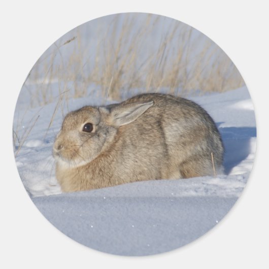 Sticker Rond R5 Lapin de coton (Devant)