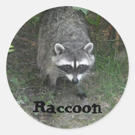 Sticker Rond Raccoon (Devant)