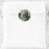 Sticker Rond Raccoon (Sac)