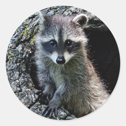 Sticker Rond Raccoon dans le Den (Devant)