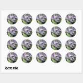 Sticker Rond Raccoon En Plante (Feuille)