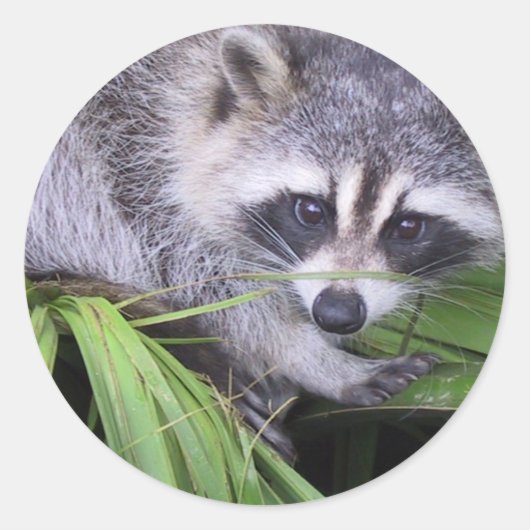 Sticker Rond Raccoon En Plante (Devant)