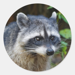 Sticker Rond Raccoon nord-américain mignon