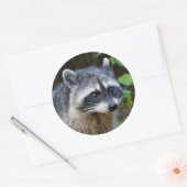 Sticker Rond Raccoon nord-américain mignon (Enveloppe)