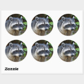 Sticker Rond Raccoon nord-américain mignon (Feuille)