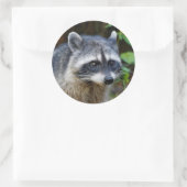 Sticker Rond Raccoon nord-américain mignon (Sac)