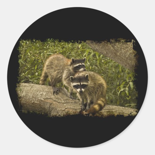 Sticker Rond Raccoons (Devant)
