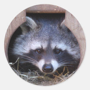 Sticker Rond RACOON RATON LAVEUR par Jean-Louis Glineur