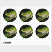 Sticker Rond Rainette verte (Hyla cinerea) 2 (Feuille)