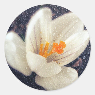 Sticker Rond Rainy Day Crocus