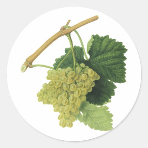Sticker Rond Raisins de vin blanc sur la vigne, fruits alimenta