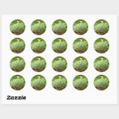 Sticker Rond Raisins verts de Californie (Feuille)