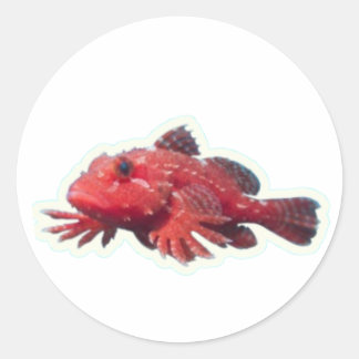 Sticker Rond ​Rare Red Handfish Walking Fish - Unique Marine Wi
