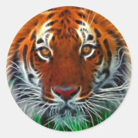 Rare Sumatran Tiger d'Indonésie