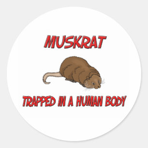 Sticker Rond Rat musqué emprisonné à un corps humain