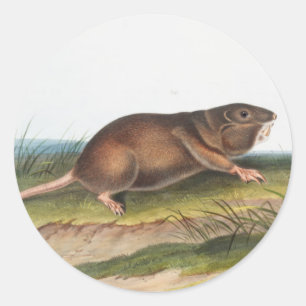 Sticker Rond Rat Poché Sud, Schrew Mole Illustration