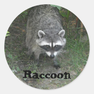 Sticker Rond Raton laveur