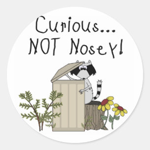 Sticker Rond Raton laveur curieux