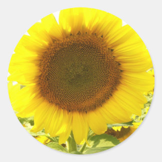 Sticker Rond Rayonnement du tournesol