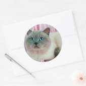 Sticker Rond Recherche de chat (Enveloppe)