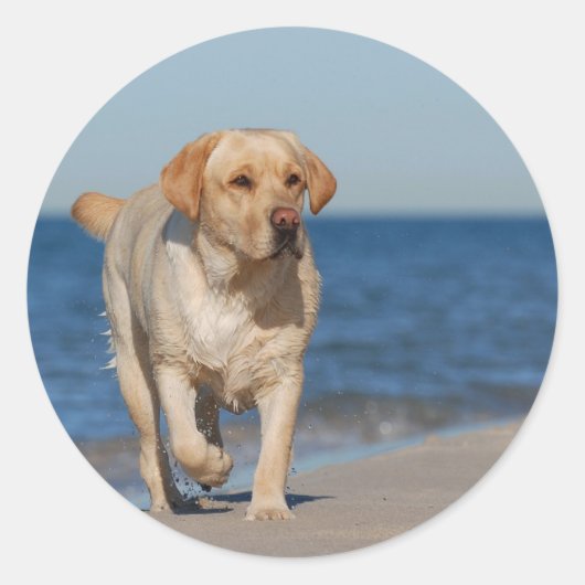 Sticker Rond Récupérateur de labrador jaune sur la plage (Devant)